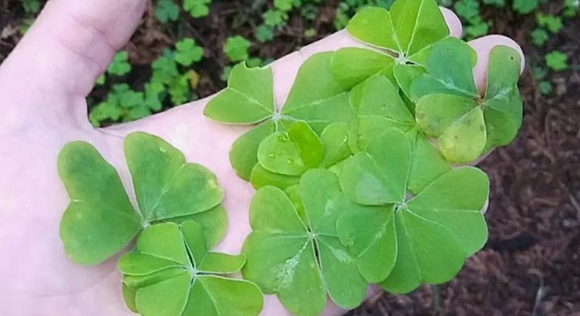 Ez a 4 csillagjegy lesz a legsikeresebb és a legszerencsésebb február utolsó napjaiban