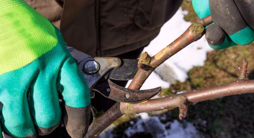 Ezt a titkos módszert minden kertésznek ismernie kéne: ettől lesz bőséges gyümölcstermés