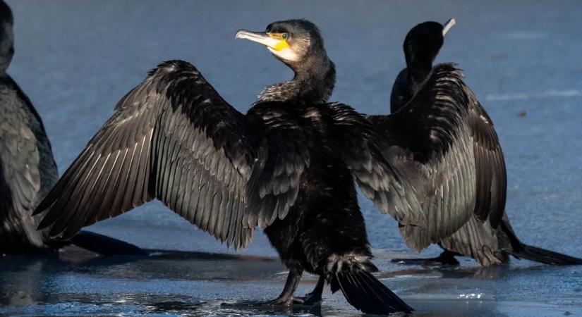 Ilyen nincs: kétségbeesve dörömbölt egy sérült madár a kórház ajtaján