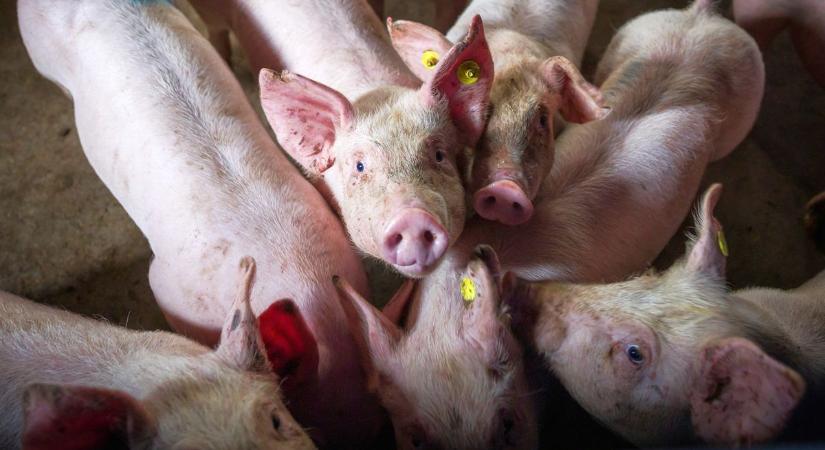 Szabolcsi állattartók, figyelem! Fontos határidő közeleg, de nem csak erre kell odafigyelni