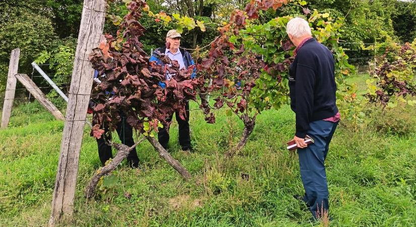Több kultúra is célkeresztben – terjed a fitoplazma!