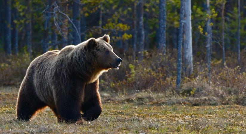 Medve mászkál Budapest közelében, lábnyomokat láttak a Hungaroring mellett