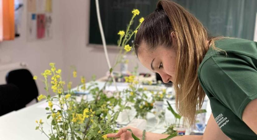 Nyílt napokat tart a Sapientia EMTE négy kara