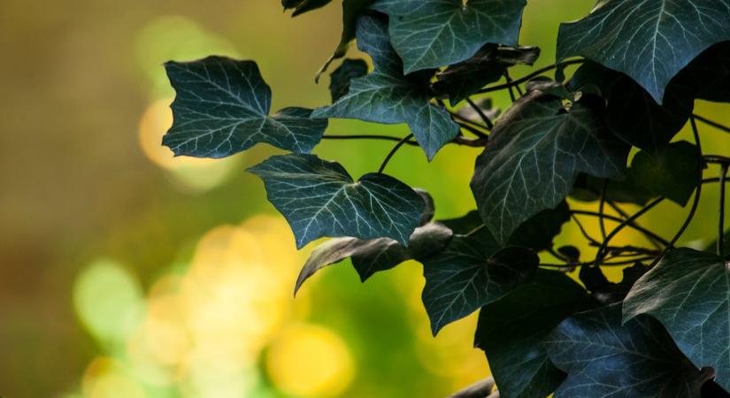 4 invazív növény, amit a kertészek soha nem ültetnének el a kertben