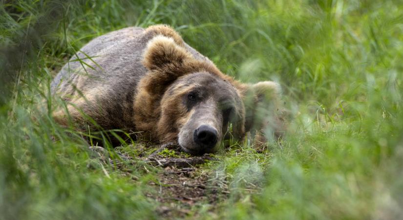 Medve bukkant fel Budapest környékén, figyelmeztették a lakosságot