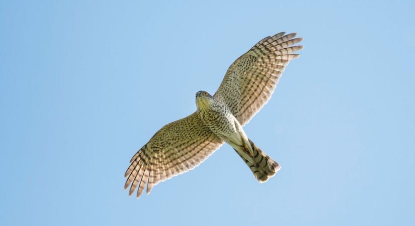 Meglepő jelenetek Szegeden: karvaly csapott le a városban