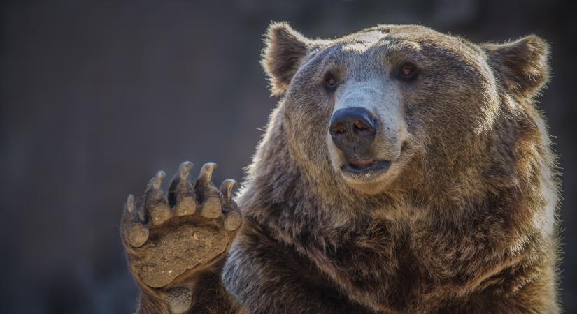 Medvét láttak szabadon járkálni Magyarországon egy település határában