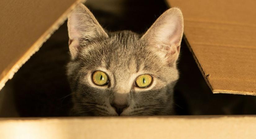 Ha meglátja, rögtön beleül: ezért imádják a macskák a dobozokat