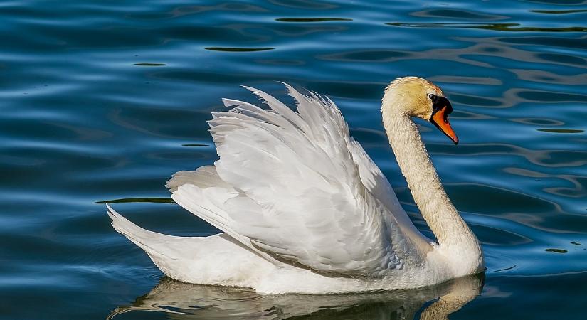 Kiderült, mitől pusztulnak a balatoni hattyúk - végzetes fertőzés terjed a tónál