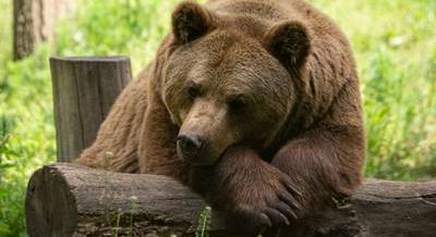 Medvét láttak Budapest közelében