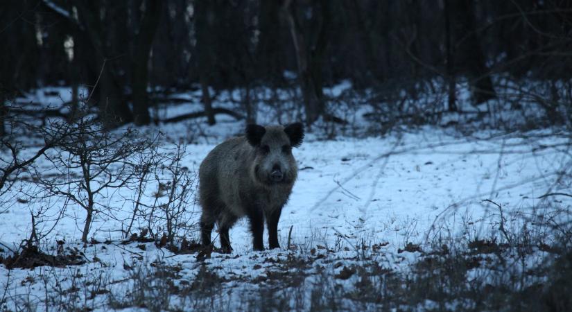 Már 83 vaddisznót fogtak be a XII. kerületben