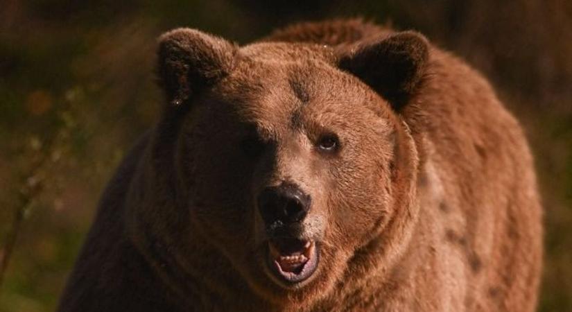 Vad medvét láttak Magyarországon: nem akármilyen helyen tűnt fel az óriási ragadozó