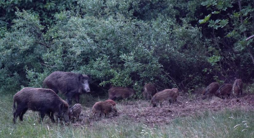 Már 83 vaddisznót fogott be a hegyvidéki önkormányzat