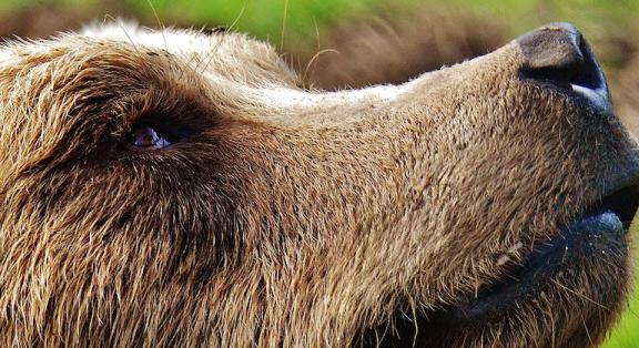 Medvét láttak Mogyoródnál