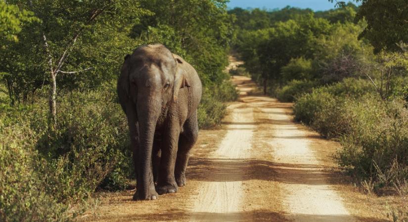 Elefánttámadásban meghalt egy magyar turista Srí Lankán