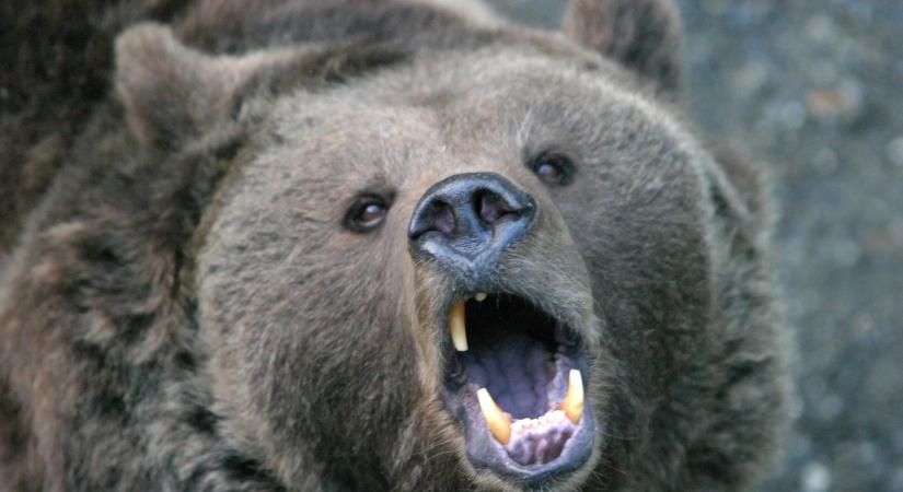 Medvét láttak Budapesttől nem messze: riadót fújt az önkormányzat