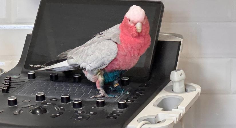 Látványra is súlyos állapotban érkezett a kórházba – mégis csoda történt! (videóval)