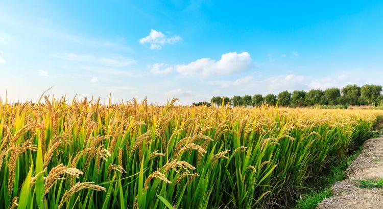 Magyar rizstelepek: új, szigorúbb minősítési rend
