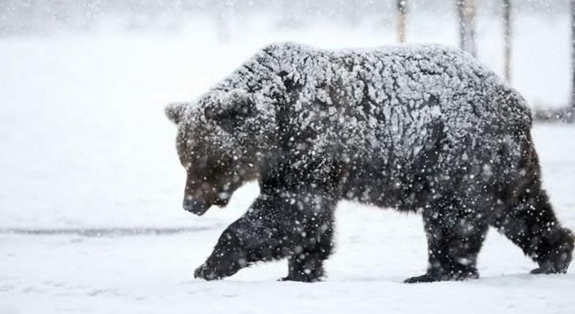 Medvét láttak Magyarországon, figyelmeztetik a lakosságot!