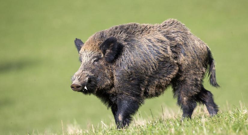 Eddig 83 vaddisznót fogtak be a Hegyvidéken