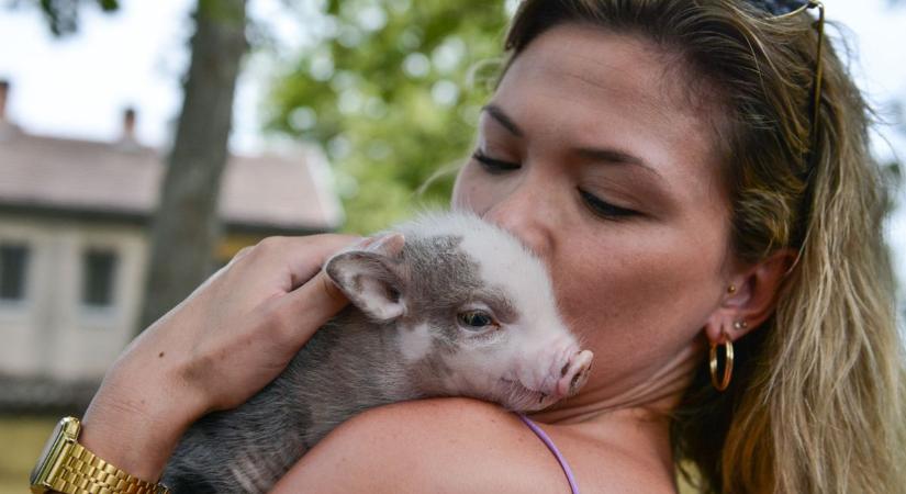 Ne pánikoljunk, de óvakodjunk! Ezek az állati betegségek lehetnek veszélyesek az emberre