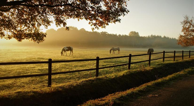 Kőszegen egy napig a gyepek lesznek fókuszban