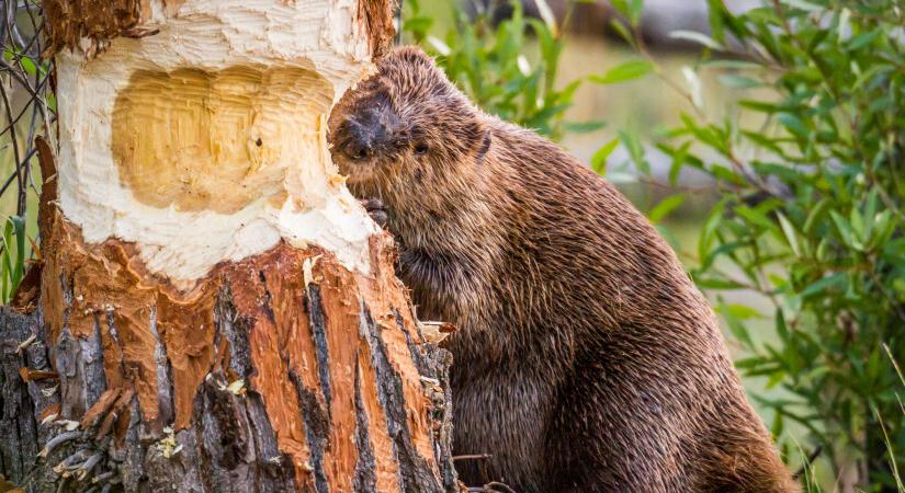 Olajjal „védte” a fákat a hódoktól – az Eger-patak bánta Felnémeten
