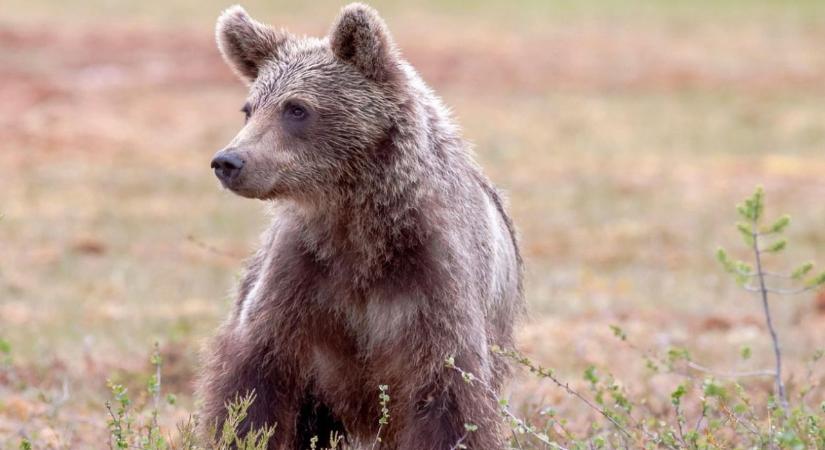Medve bukkant fel Mogyoródnál
