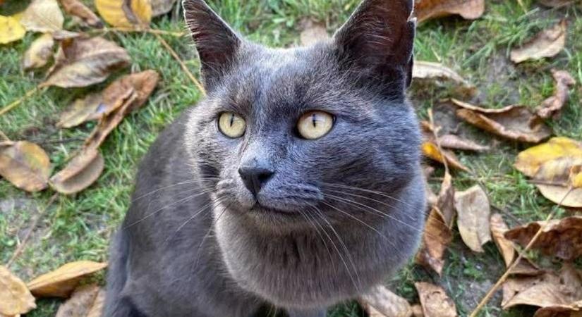 Tigris hónapban ünnepeljük a cicákat – Miért éppen február 17-én van a macskák világnapja?