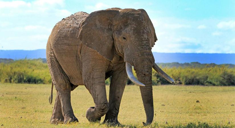 Most érkezett! Elefánt végzett egy magyar turistával Srí Lankán