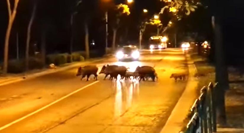 Vaddisznóhelyzet Budán: eddig 83 egyedet fogtak be a Hegyvidéken