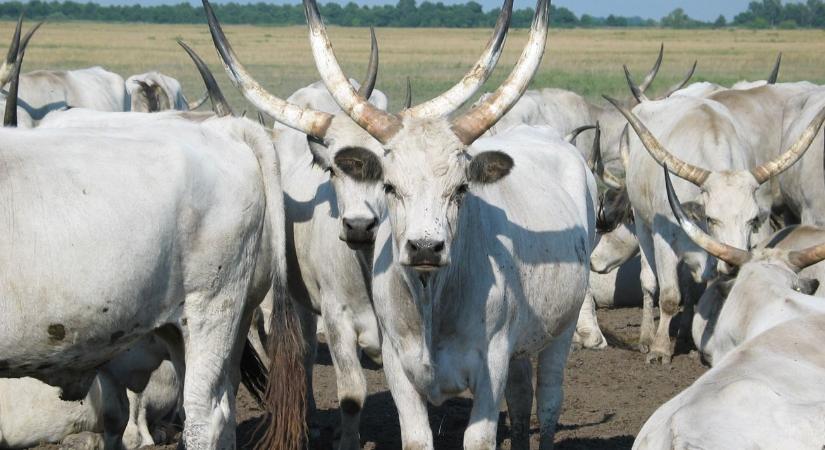 Miért lehet újra kulcsszereplő a magyar szürke? VIDEÓ