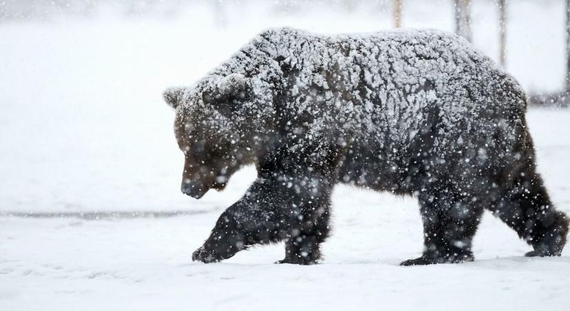 Medvét láttak a város közelében! – Figyelmeztetést adott ki az önkormányzat