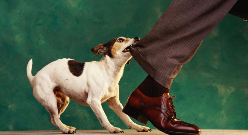 Az állatorvos szerint ez a két kutyafajta hajlamosabb a harapásra