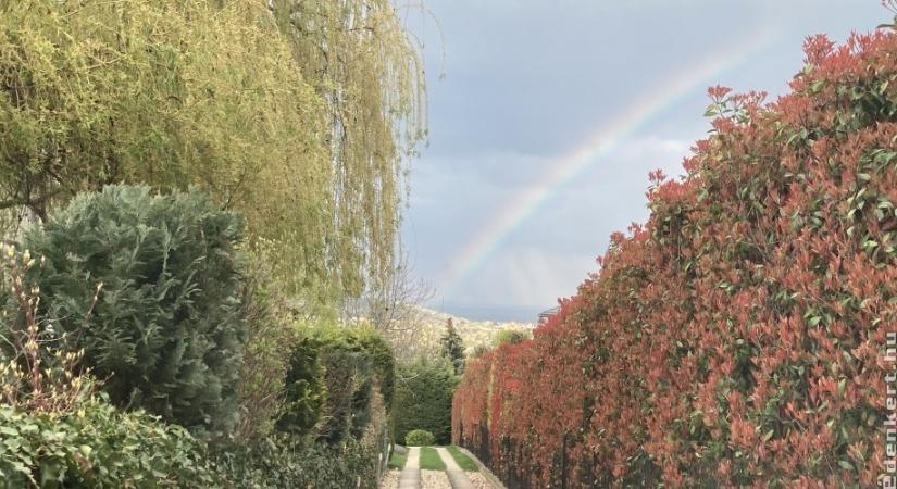 Tavasztól őszig meseszép: így nevelj egészséges korallberkenyét