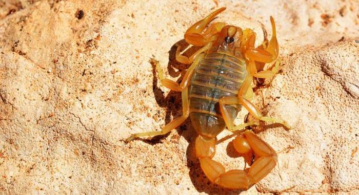 Tudományos áttörés: A skorpió legjobb barátja a vályogtalaj