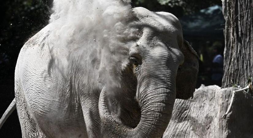 Sokkoló haláleset: már nyomoznak a vad elefántok által halálra taposott magyar férfi ügyében