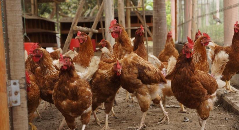 Újdonság a kötelező ENAR-adategyeztetésben: a baromfitartókra is vonatkozik