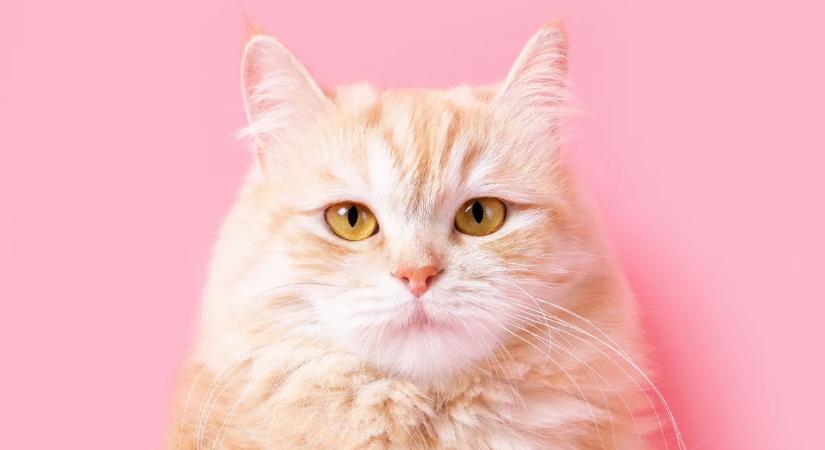 Te milyen macska lennél? Személyiségteszt a macskák világnapja alkalmából