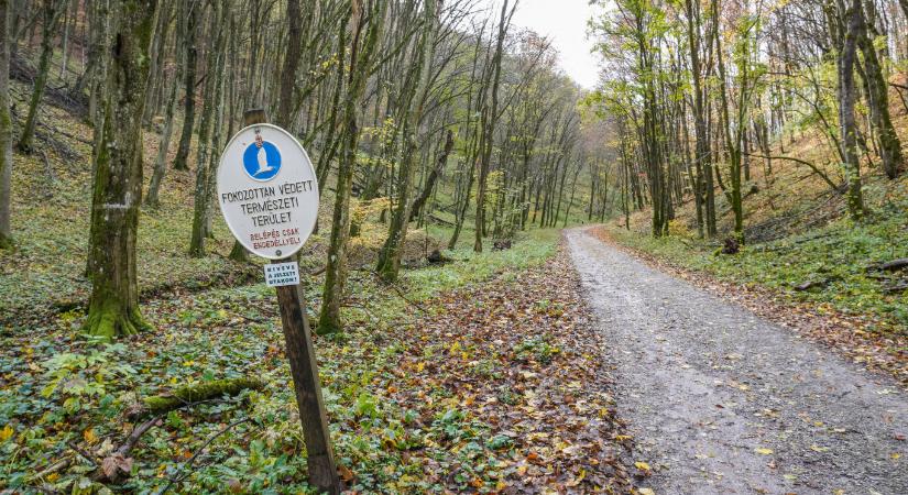 Szigorúbb büntetés jöhet a túrázót meglövő vadász ügyében