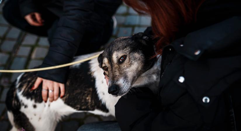 Nyílt nap a menhelyen – Gazdát keresnek Sepsiszentgyörgyön a kutyáknak