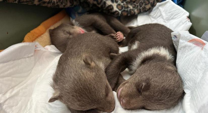 Az életükért küzdenek az árva medvebocsok a bajmóci állatkertben
