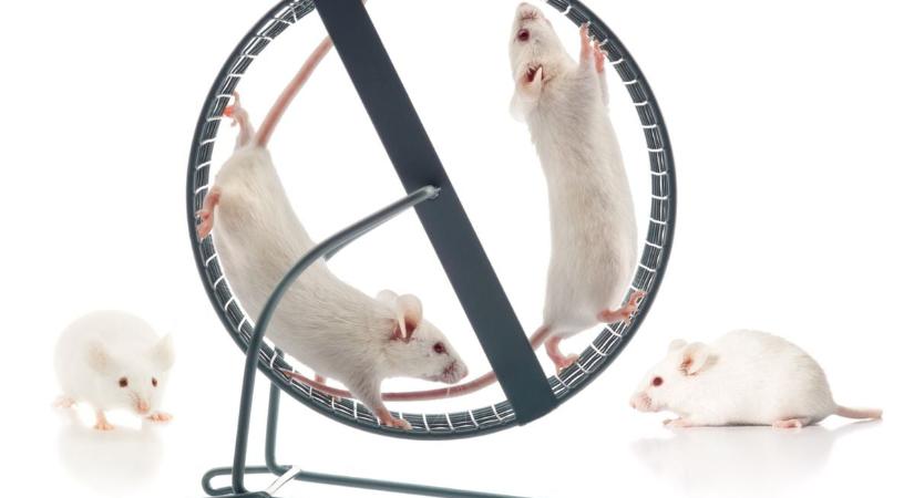 A testmozgás áthuzalozza az agyat, és ezáltal növeli az állóképességet