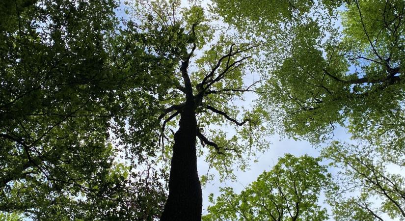 Tényleg elherdálják az erdővagyont? Tévhiteket oszlat el a Mecsekerdő vezetője