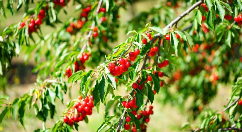 13.5%-al nőtt a lengyel gyümölcstermés tavaly