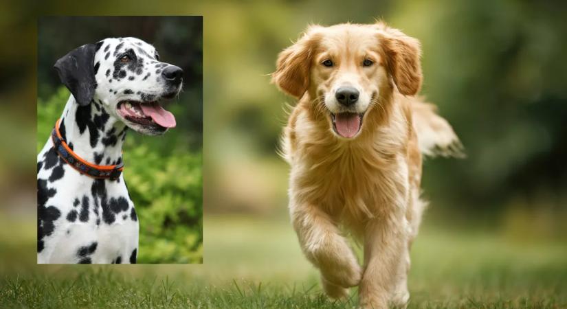 Teherbe ejtette a dalmatát a golden retriever: ezek a kölykök születtek