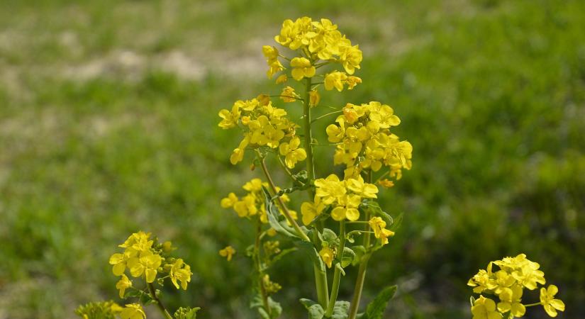 Nagy figyelmet igényelnek a repce-károsítók