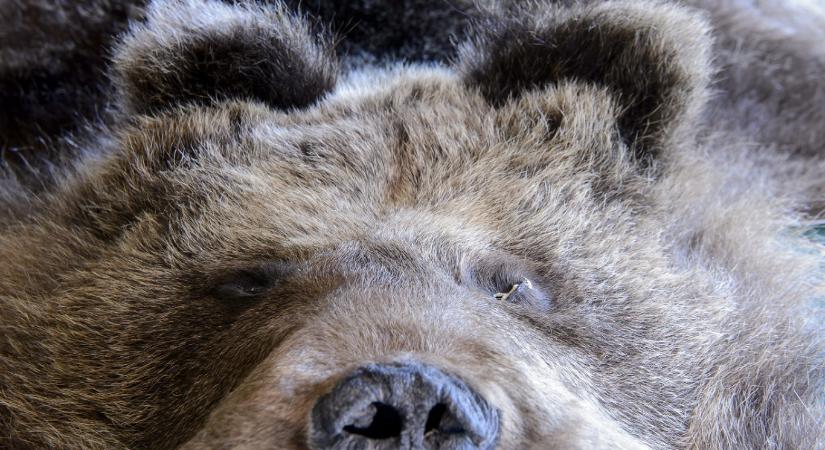 Magántartásból szabadulhatott el a Budapest határában látott medve, a Veresegyházi Medveotthonból nem volt szökés