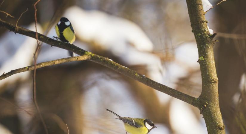 Búcsú a fagyoktól? Fordulat jön végre az időjárásban – erre számíthatunk Somogyban