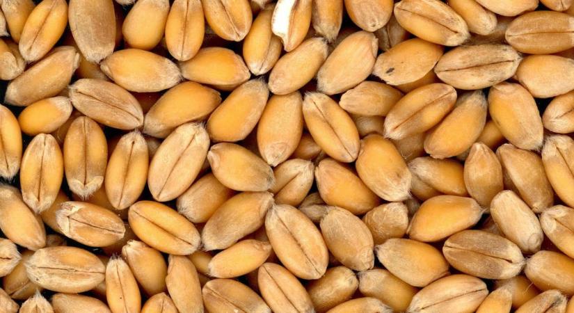 Mi történt a búza árával?